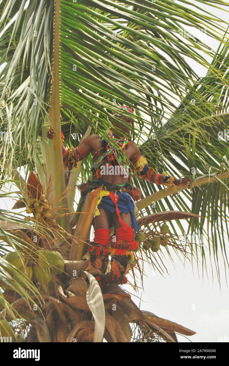 A young man dancing on top of a coconut tree during the Annual Black Heritage Festival, Badagry Lagos, Nigeria. Stock Photo
