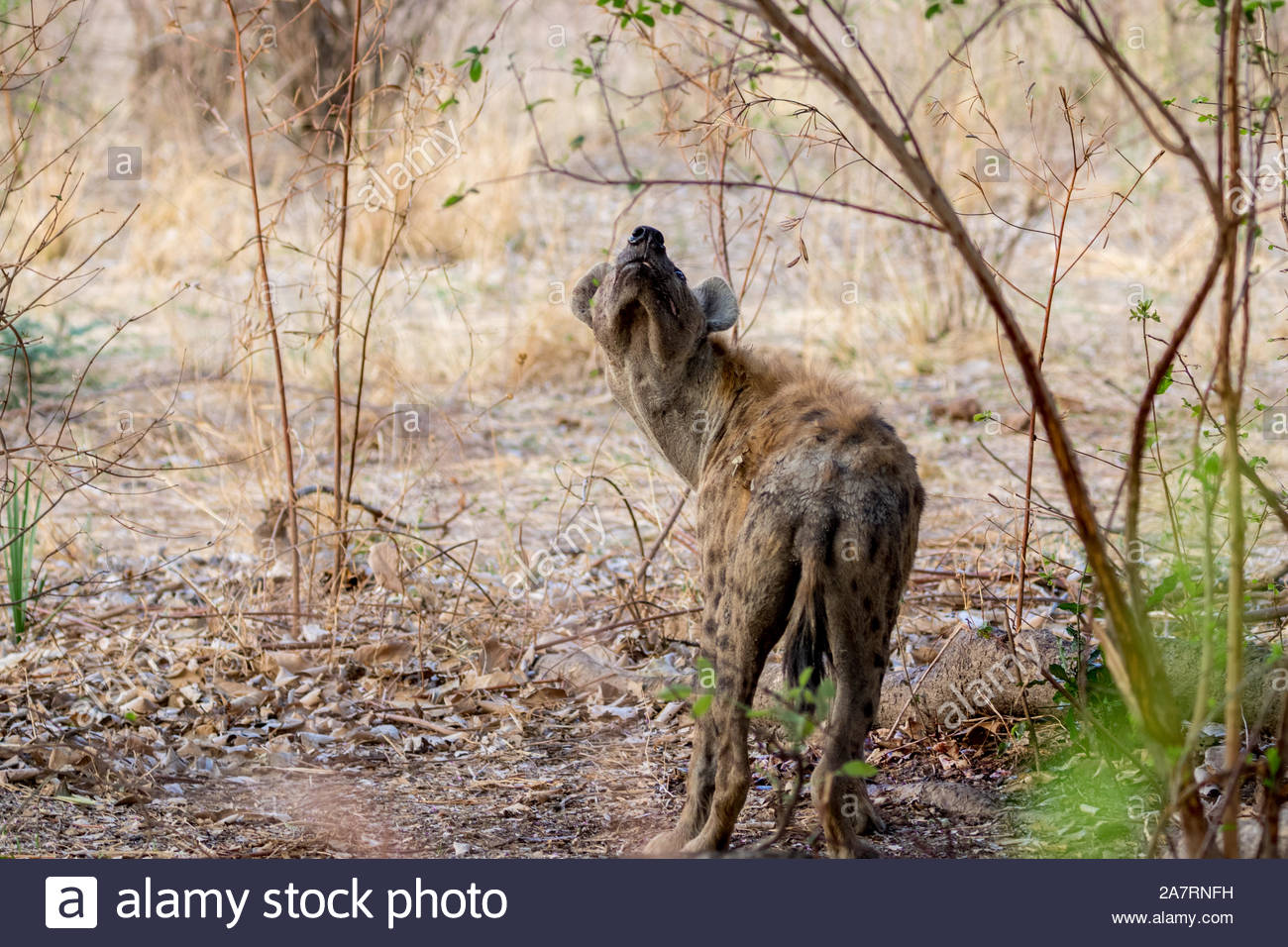 Hyena Scavenging High Resolution Stock Photography and Images - Alamy