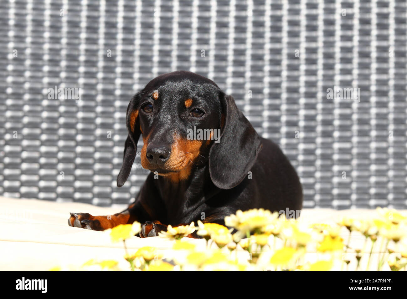 Dachshund Smooth Haired Stock Photo 331821582 Alamy