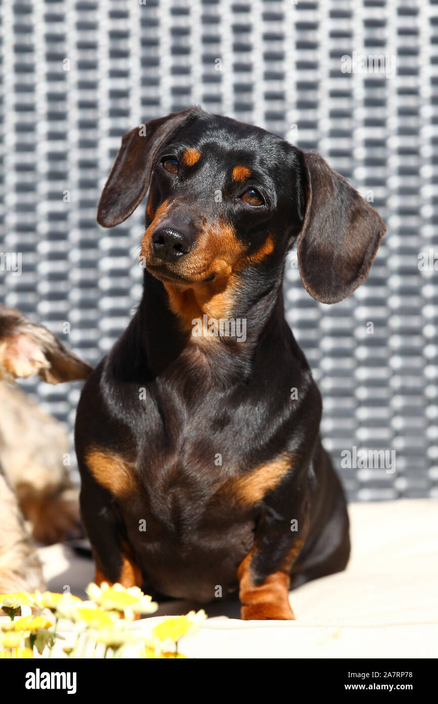 Dachshund Smooth Haired Stock Photo 331821932 Alamy