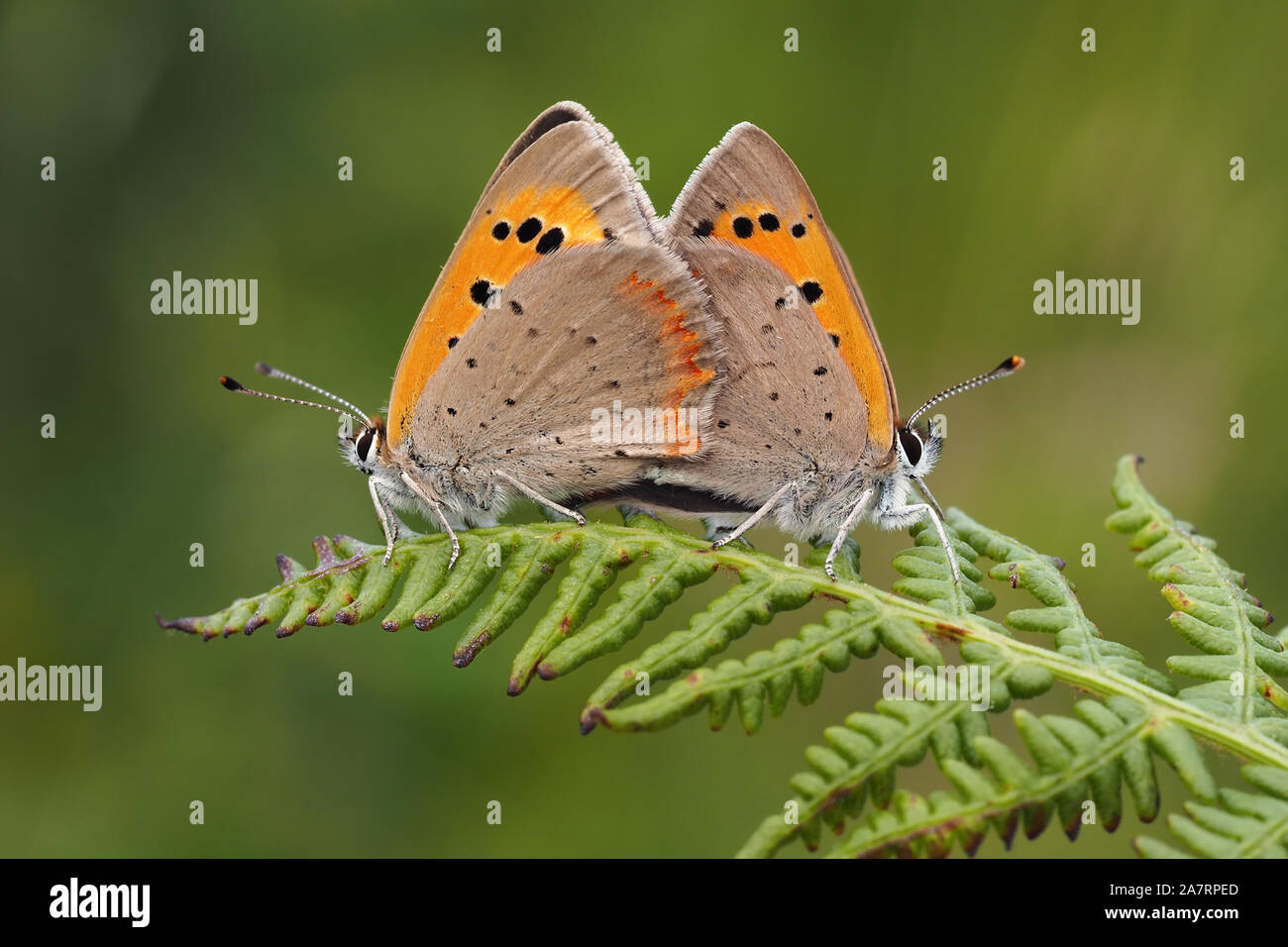Mating Small Copper Butterflies (Lycaena phlaeas) on fern. Tipperary, Ireland Stock Photo