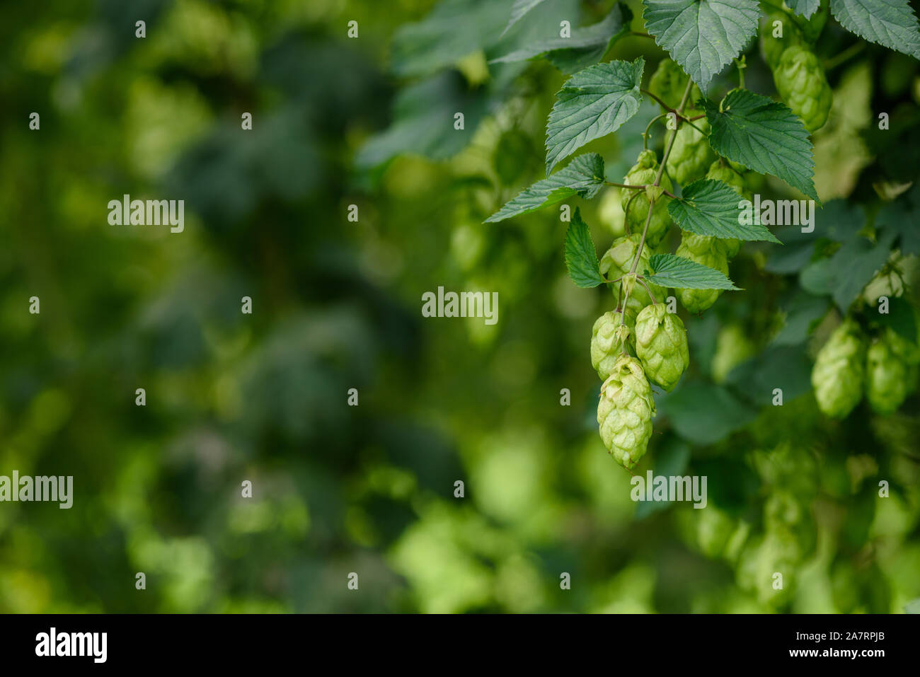 Green hop cones on hops plant agricultural farm field for brewing beer