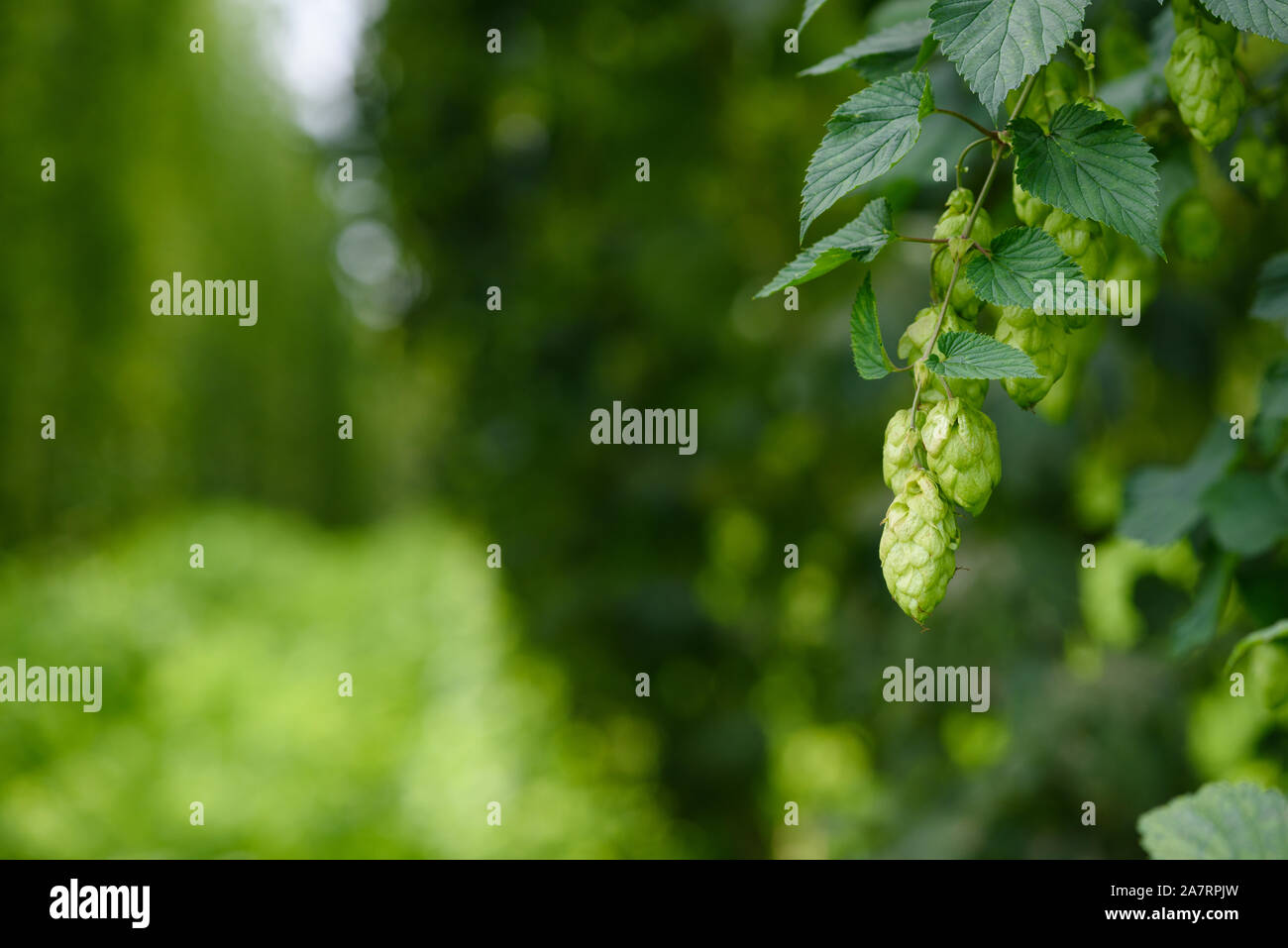 Green hop cones on hops plant farm field for brewing beer harvest ready. Stock Photo