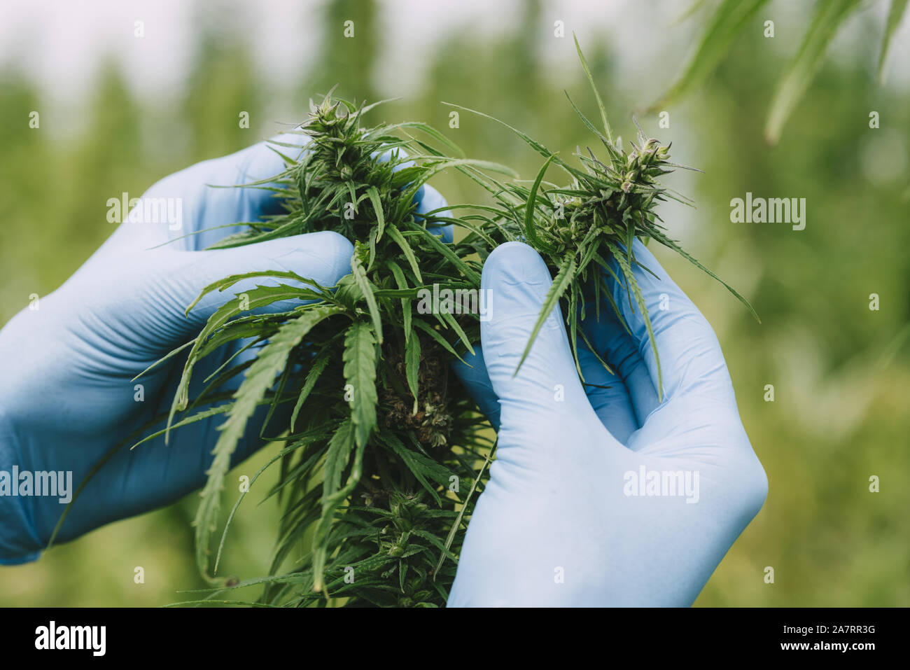 Scientist hands in gloves at hemp field checking cannabis marijuana plants and flower buds Stock Photo