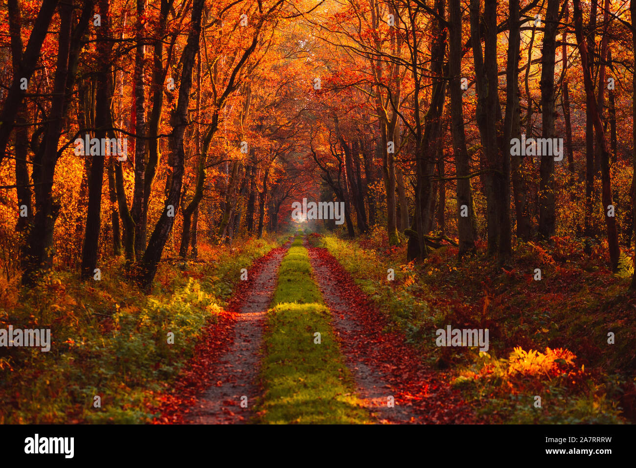 Autumn forest at morning with rays of warm sun light shine through ...