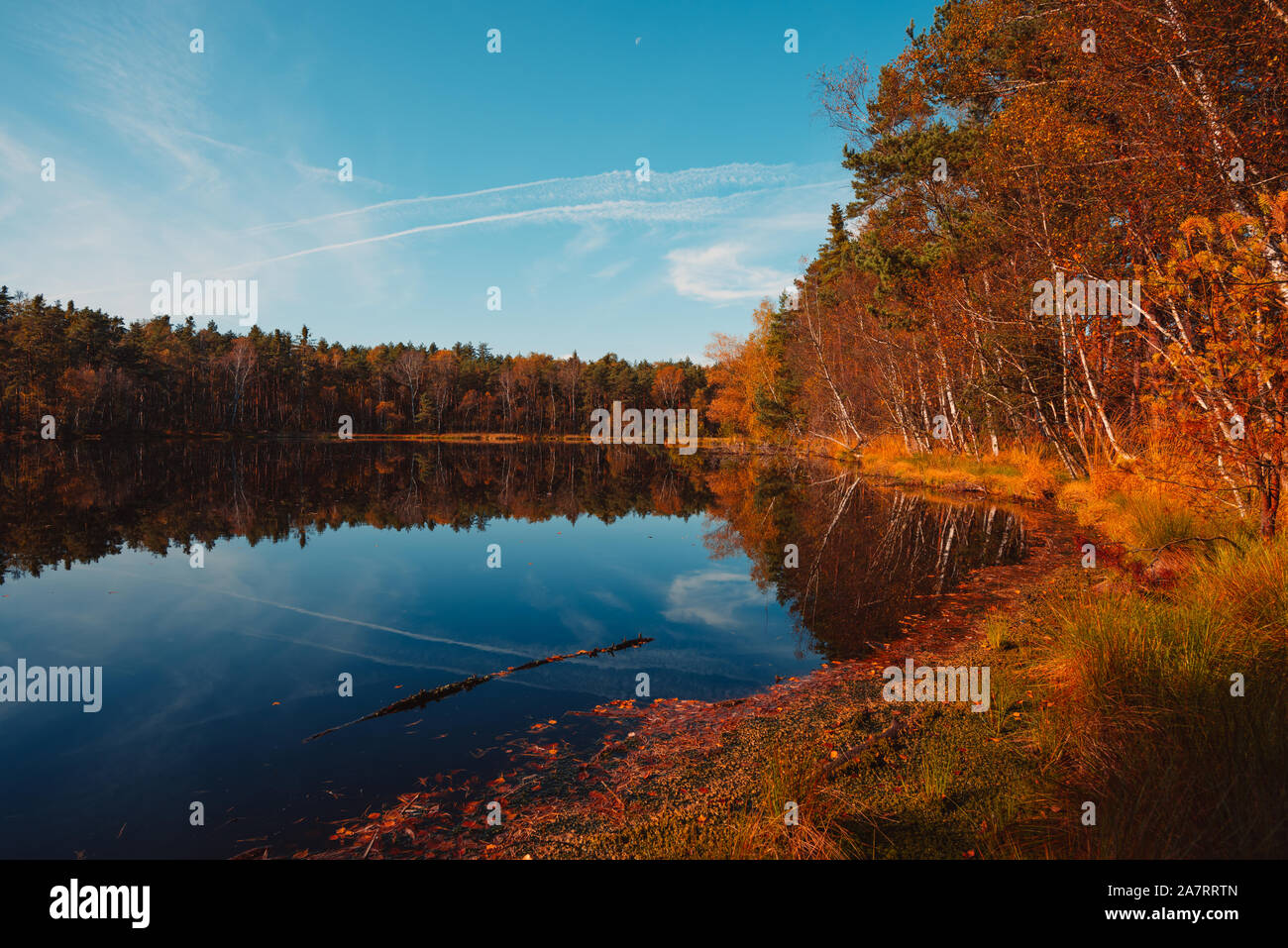The forest lake hi-res stock photography and images - Alamy