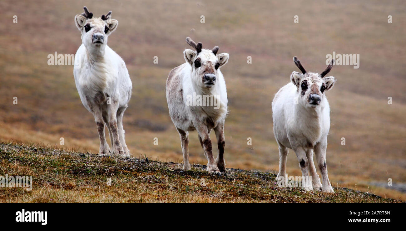 Reindeer Spitzbergen Stock Photo