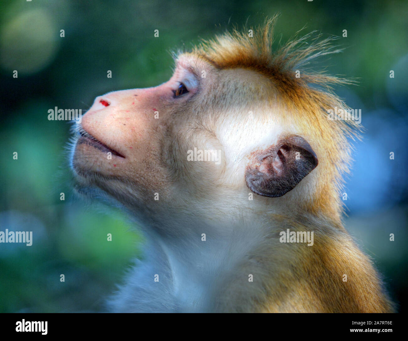 Affe Yapahuwa Stock Photo