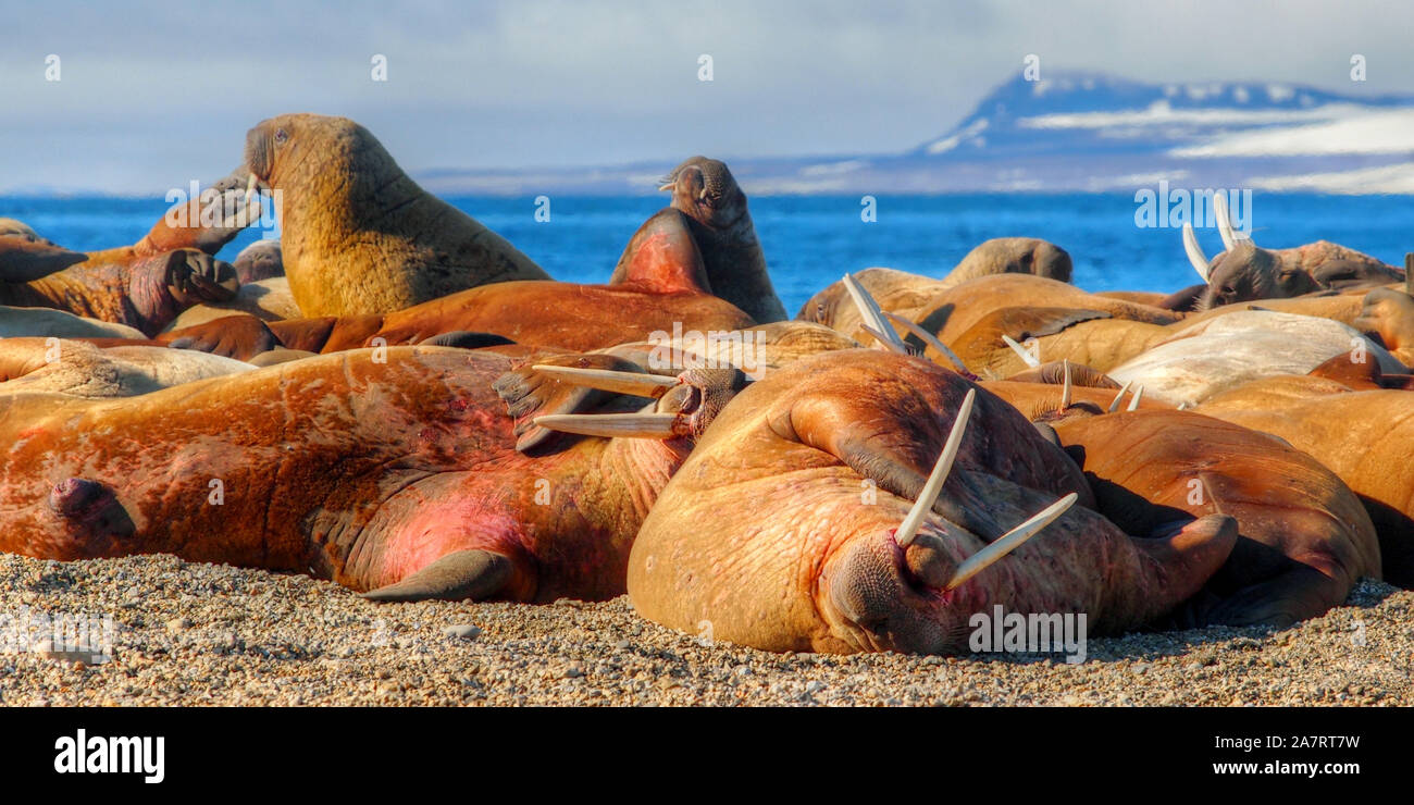 Walrosse, Spitzbergen Stock Photo