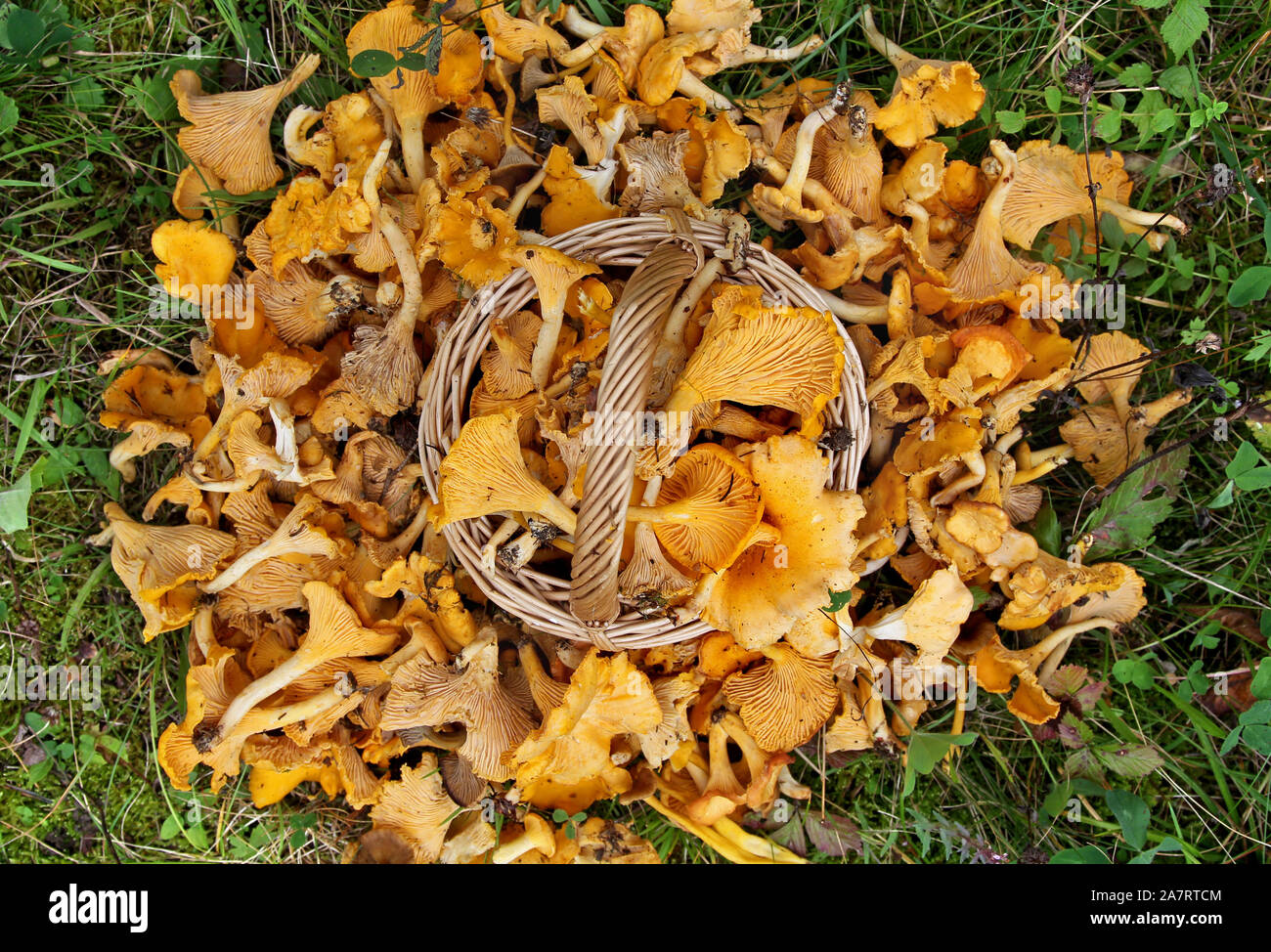 Freshly picked chanterelles (Cantharellus cibarius). Cantharellus cibarius (Latin: cantharellus, 'chanterelle'; cibarius, 'culinary') is a species of golden chanterelle mushroom in the genus Cantharellus. Photo Jeppe Gustafsson Stock Photo