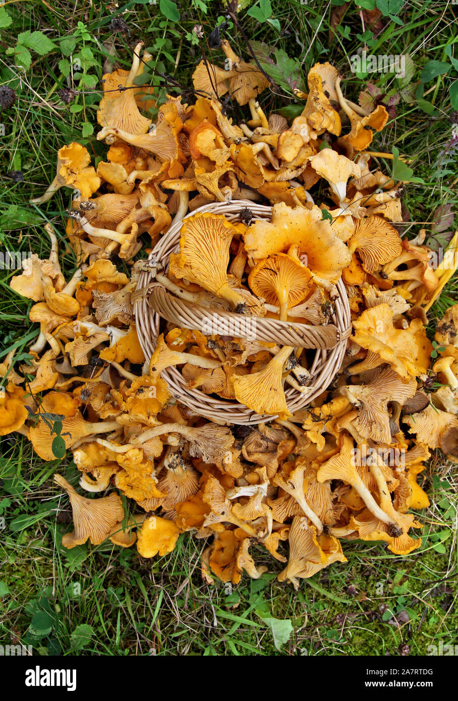 Freshly picked chanterelles (Cantharellus cibarius). Cantharellus cibarius (Latin: cantharellus, 'chanterelle'; cibarius, 'culinary') is a species of golden chanterelle mushroom in the genus Cantharellus. Photo Jeppe Gustafsson Stock Photo
