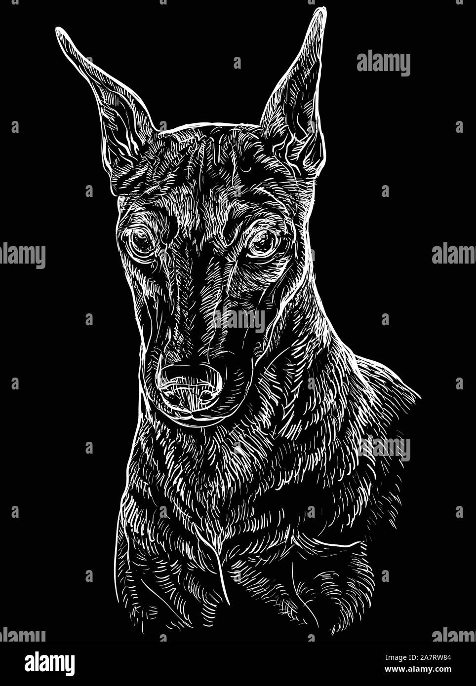 Miniature Pinscher vector hand drawing portrait in white color. Vector illustration isolated on black background. Stock Vector
