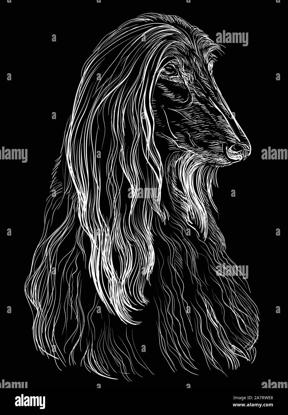 Afghan Hound Dog vector hand drawing illustration in white color isolated on black background Stock Vector