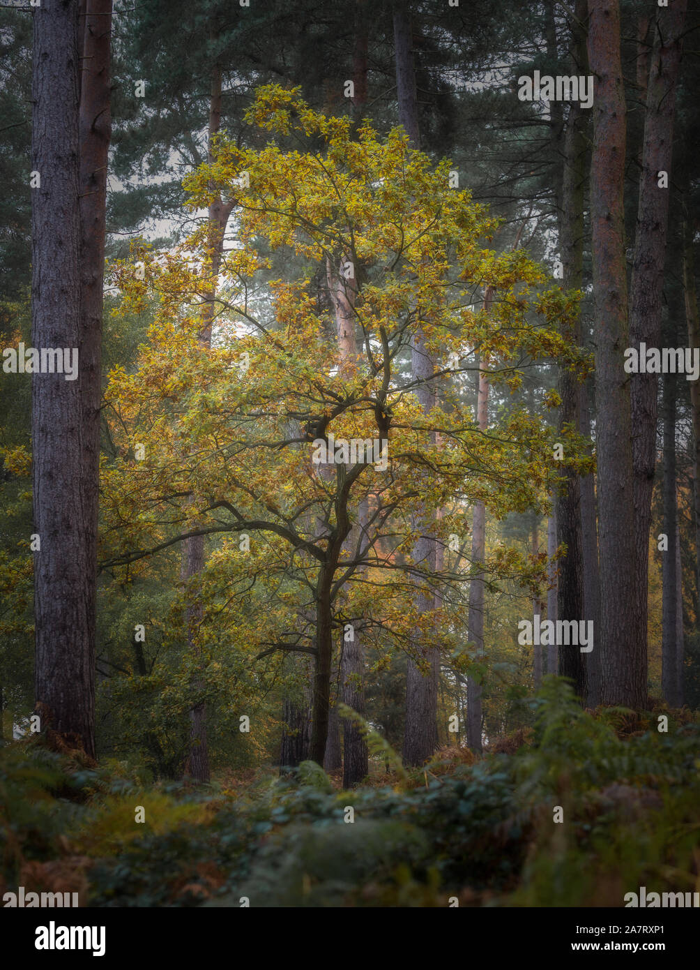 Golden autumnal fall tree and leaf colours at Birches Valley, Cannock