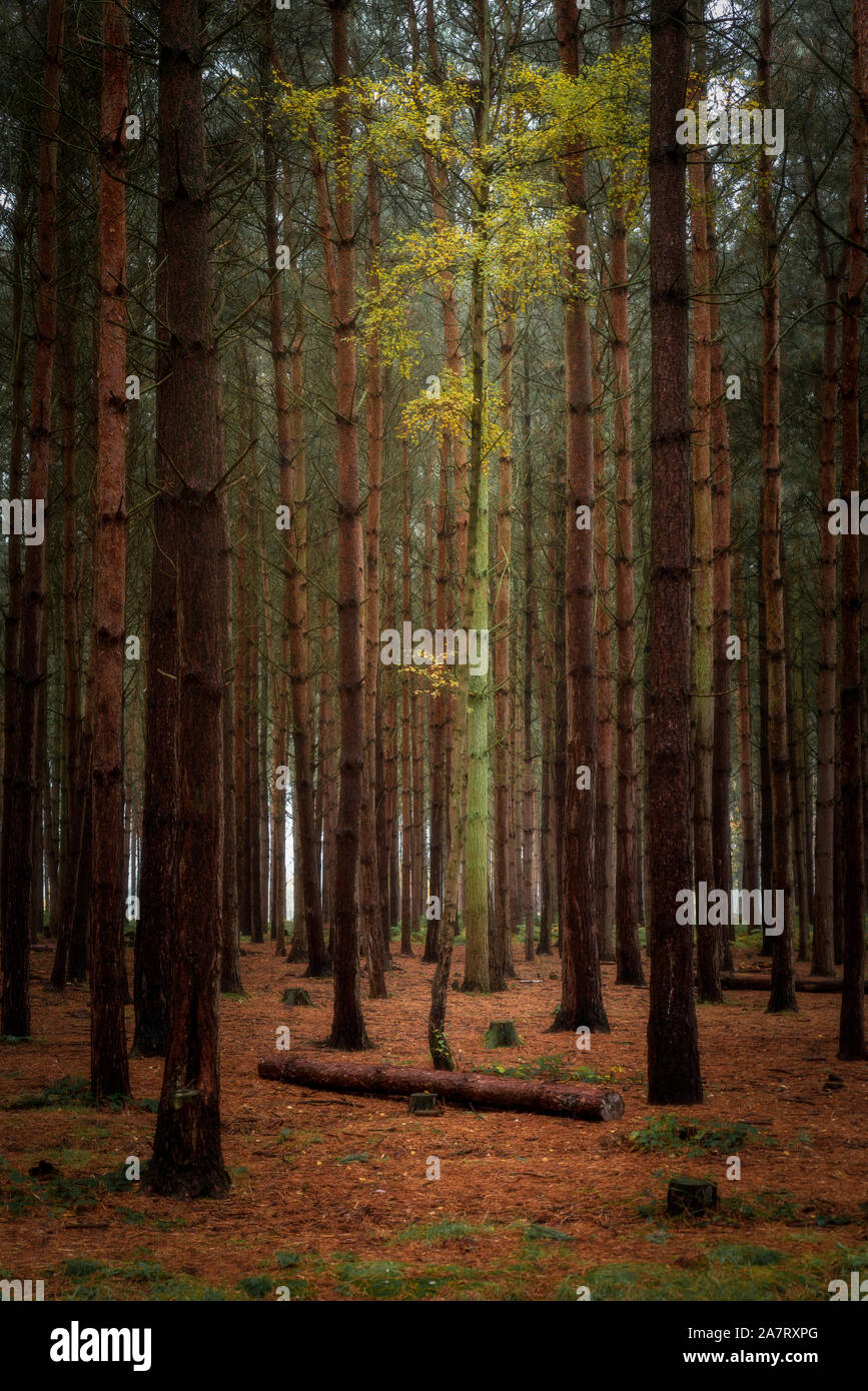 Golden autumnal fall tree and leaf colours at Birches Valley, Cannock