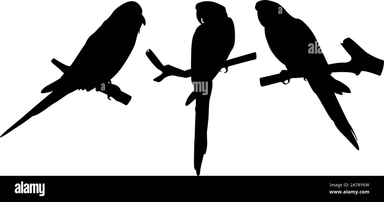 Parrot birds black vector silhouettes Stock Vector