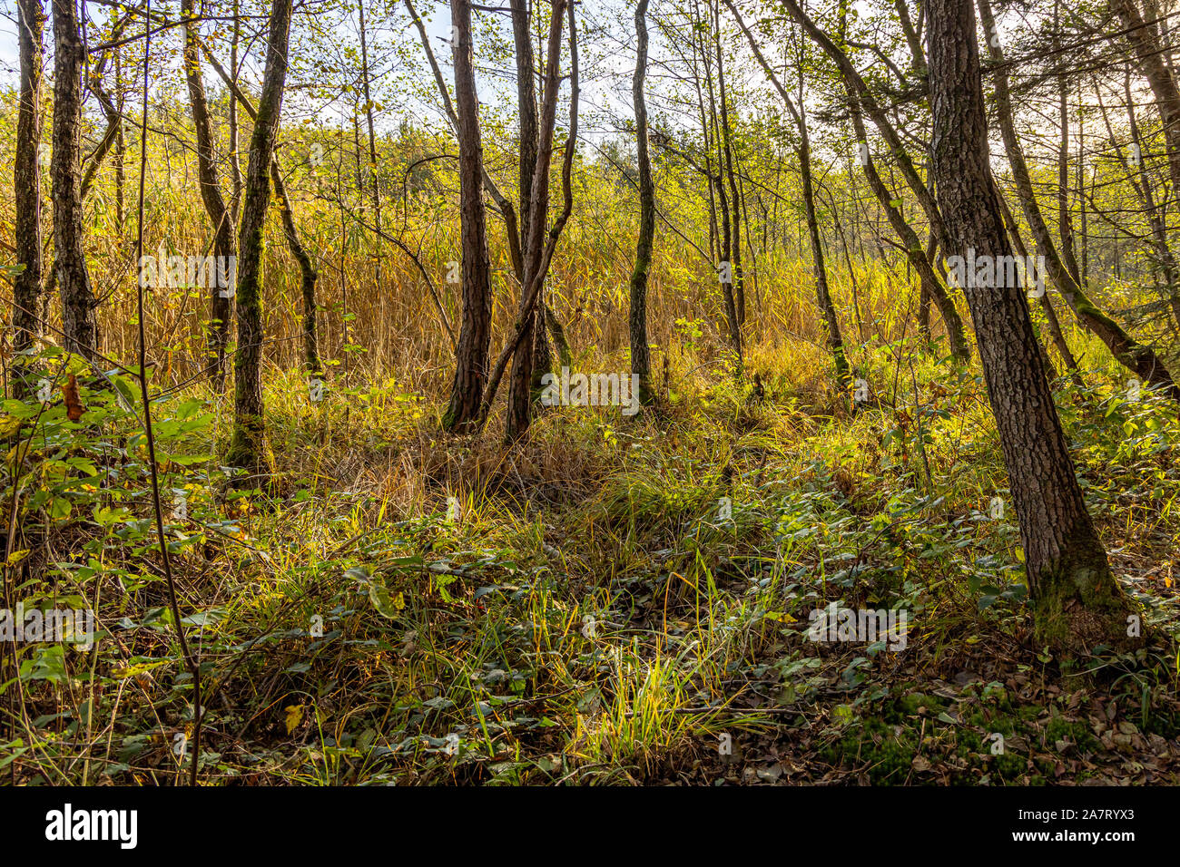 autumn in the attemsmoor moor near Strass in Steiermark Stock Photo