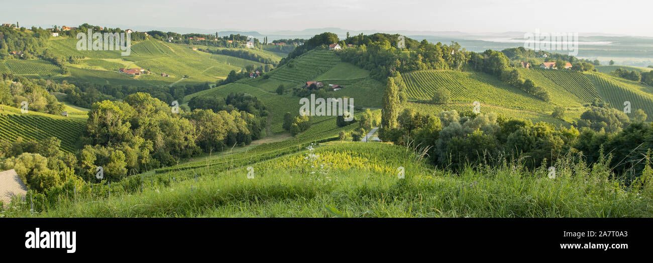 summer morning panorama over the vineyards of obegg at the Südsteierische Weinstrasse Stock Photo