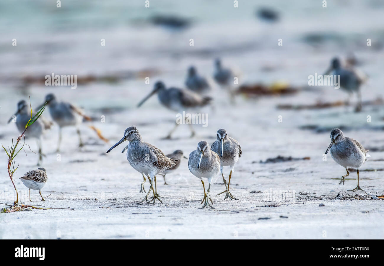 Short billed dowitchers in Florida foraging on the beach Stock Photo