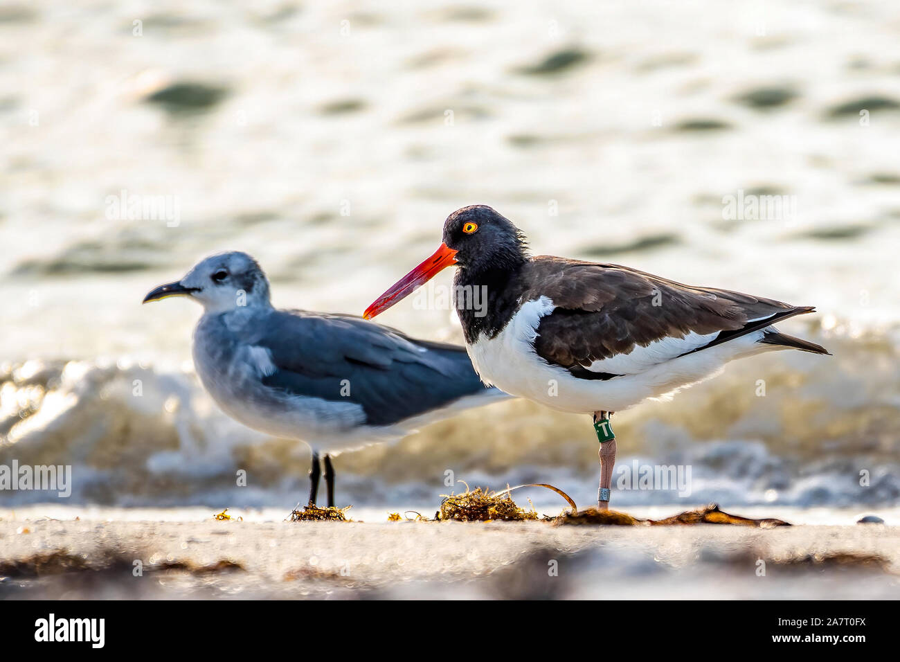 American oyster catcher on the beach is west central Florida Stock Photo