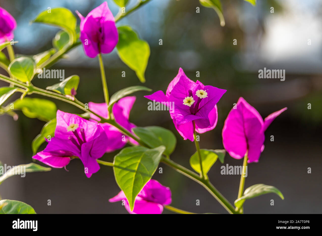 Purple flowering bougainvillea hi-res stock photography and images - Alamy