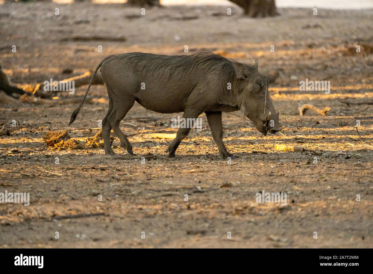 Common Warthog (Phacochoerus africanus Stock Photo - Alamy