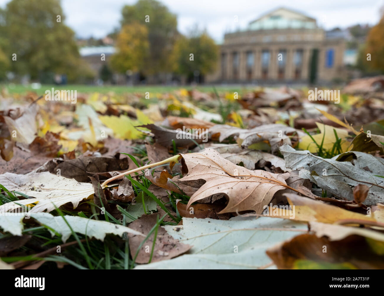 04 November 2019, Baden-Wuerttemberg, Stuttgart: Autumn-coloured leaves ...