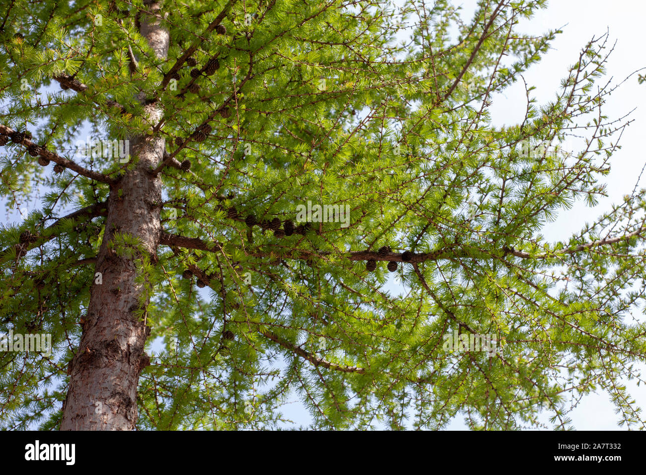 Closeup of European larch (Larix decidua) bark and needles on a street tree, Hoxton, London N1 Stock Photo