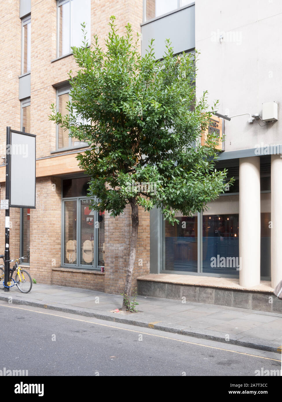 Bay tree (Laurus nobilis) used as a street tree, Kings Cross, London N1C Stock Photo