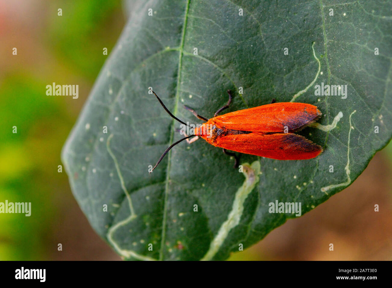 Leaf mimic moth hi-res stock photography and images - Alamy