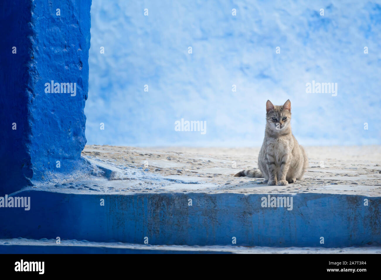Cat in the medina of Chefchaouen, Morocco. Stock Photo