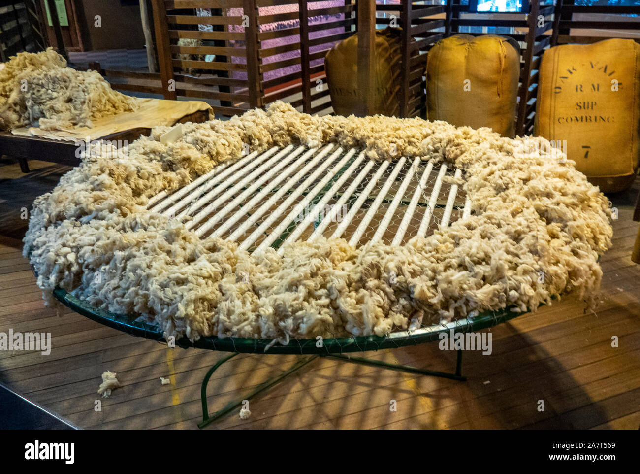 Display of wool fleece on a wool table ready to be classed National Wool Museum Geelong Victoria Australia. Stock Photo