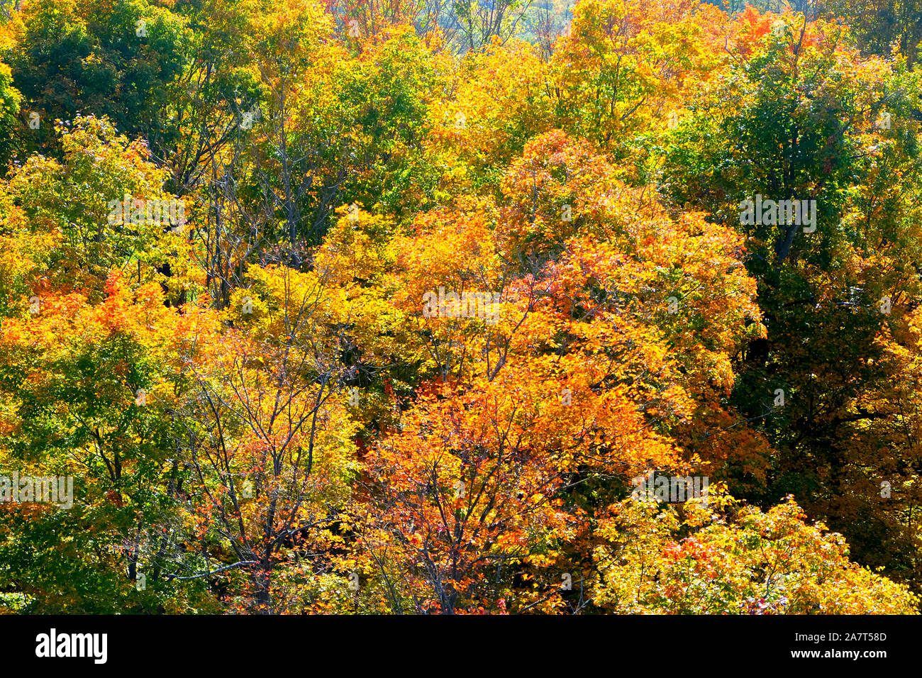 Golden leaves on trees in thick woodland in the Autumn fall, overhead