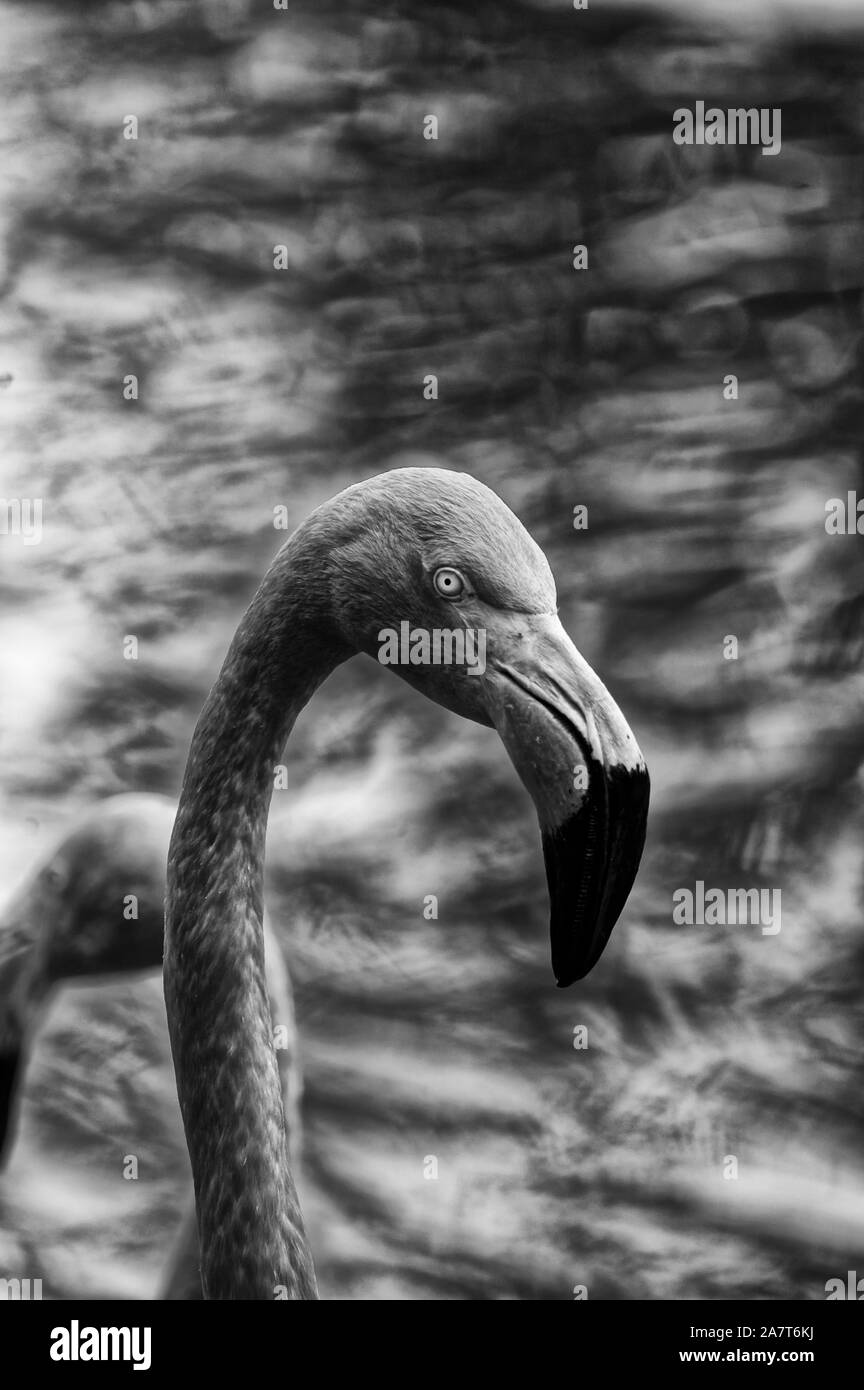 Photo Flamingo (Latin Phoenicopterus, mouth. Krasnokryl) - genus of birds, the only one in the family Flamingovye Stock Photo