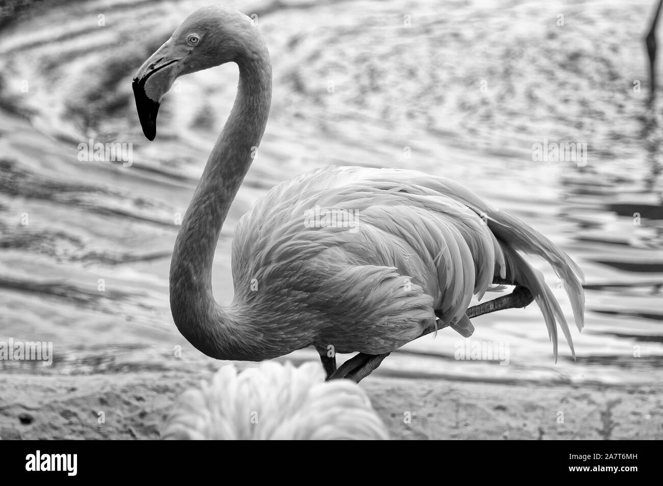 Photo Flamingo (Latin Phoenicopterus, mouth. Krasnokryl) - genus of birds, the only one in the family Flamingovye Stock Photo