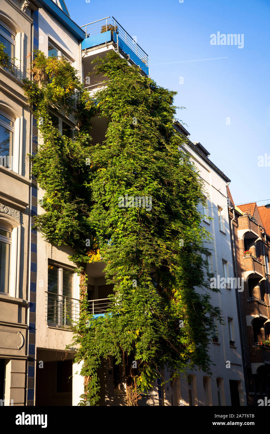 with plants covered house in the street Gereonswall, facade greening, wisteria, Cologne, Germany.  begruentes Haus am Gereonswall, Fassadenbegruenung, Stock Photo