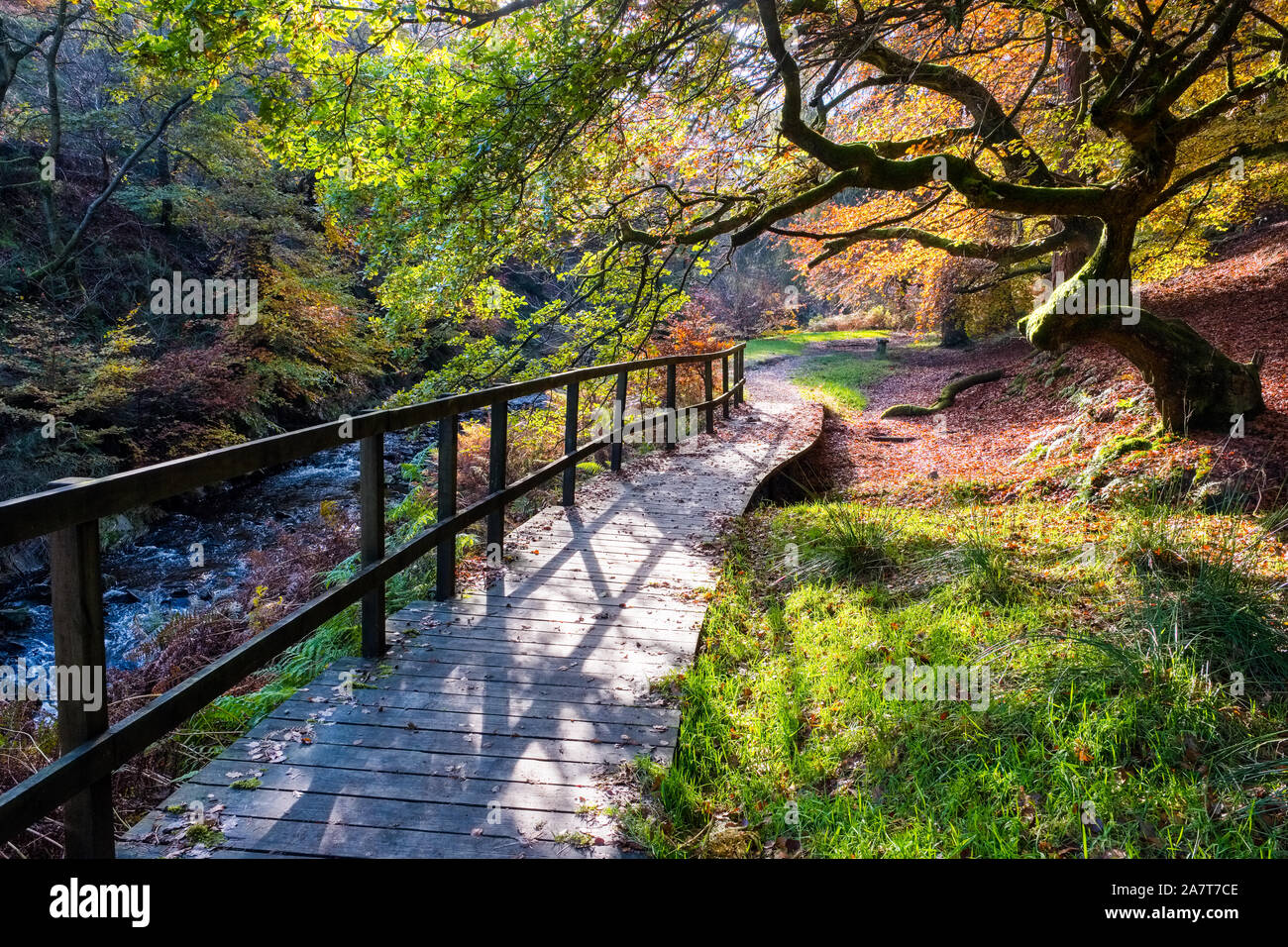 Riverside Walk through Autumnal woods in The Goyt Valley, near Buxton, in the Peak District National Park. Stock Photo