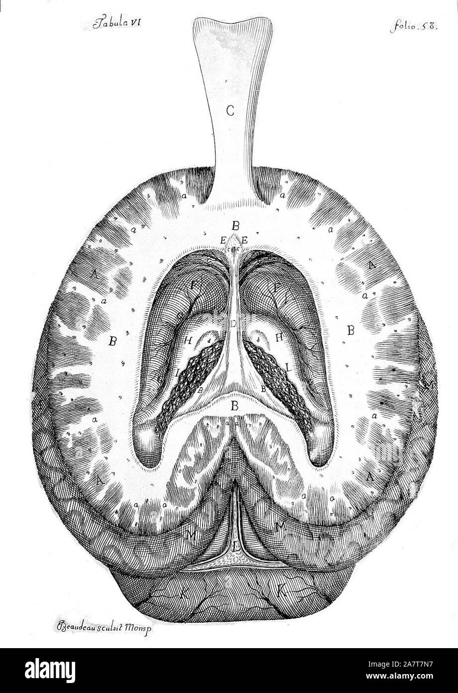 Illustration of the brain section anatomy Black and White Stock Photos ...