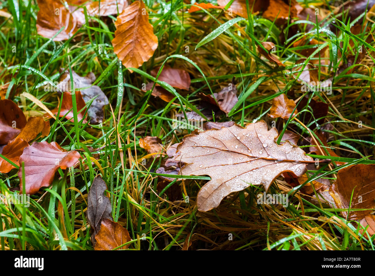 Woodland floor hi-res stock photography and images - Alamy