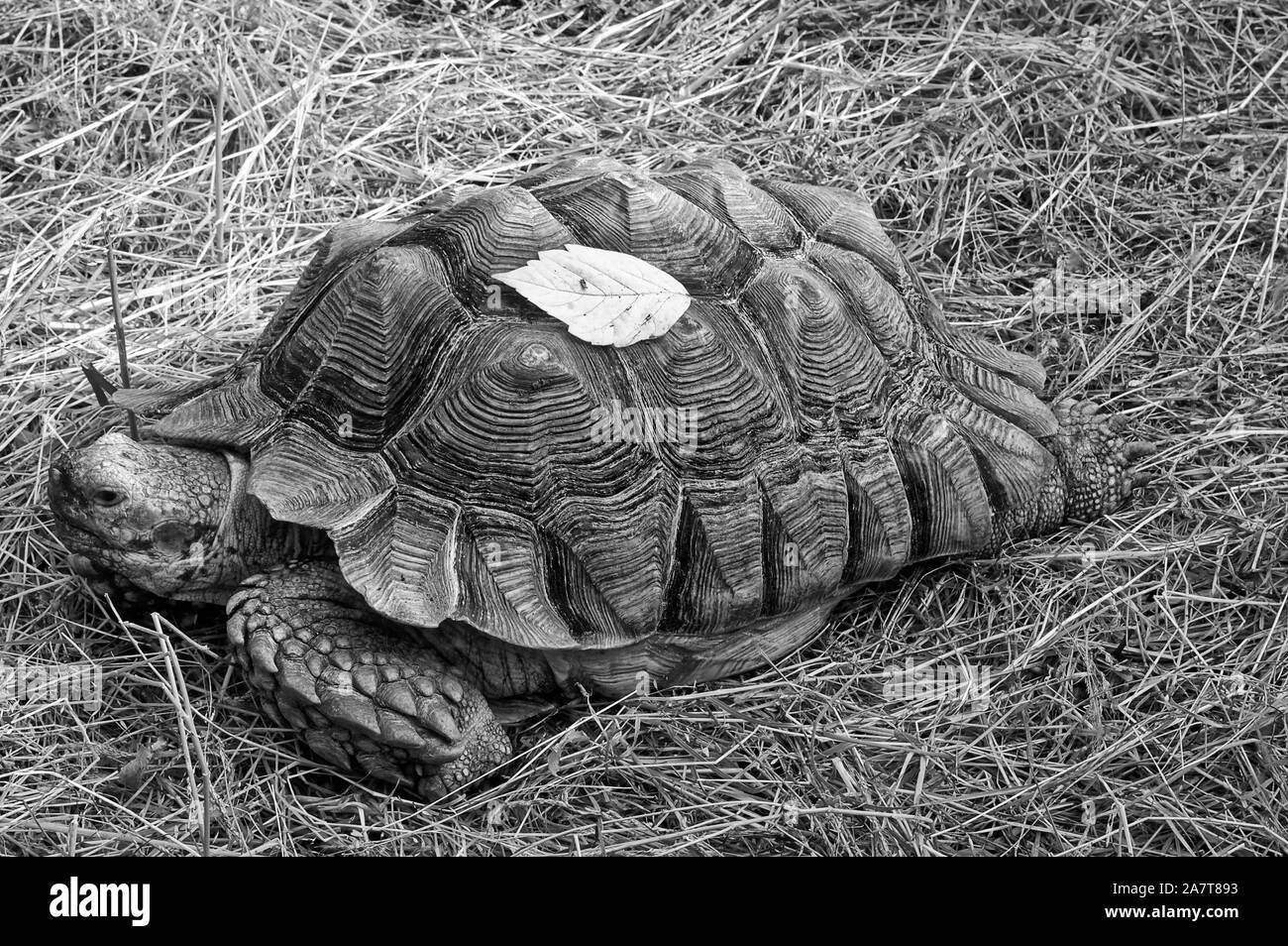 Shporonosnaya turtle (Latin Geochelone sulcata) - kind of tortoises Stock Photo