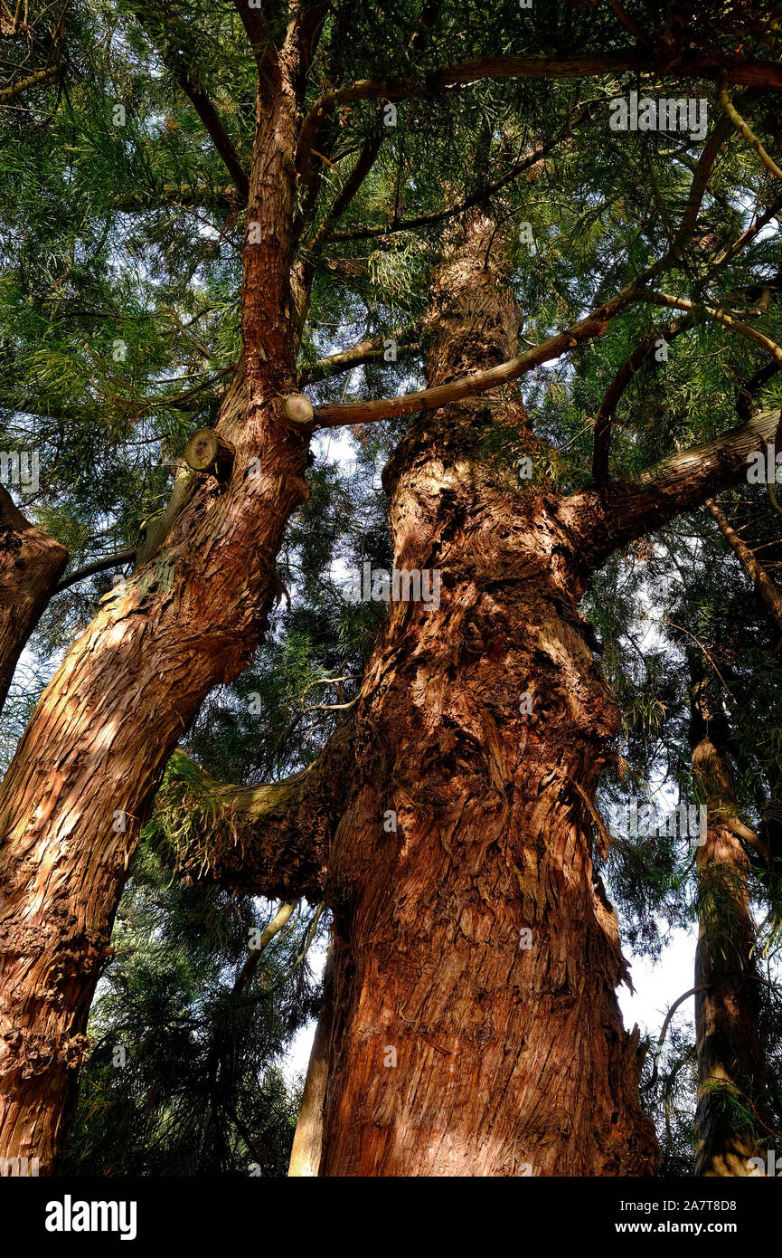 japanese cedar tree trunks, kent, england Stock Photo