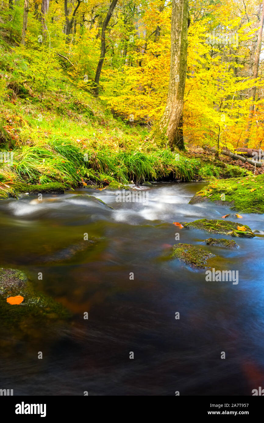 River running through autumn woods at Gradbach, Peak District National Park Stock Photo