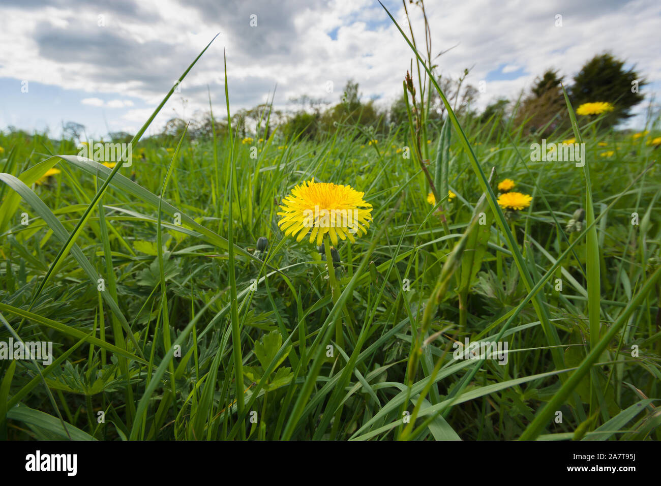 Dandelions latin name Taraxacum officinale in an overgrown weed filled garden or meadow Stock Photo