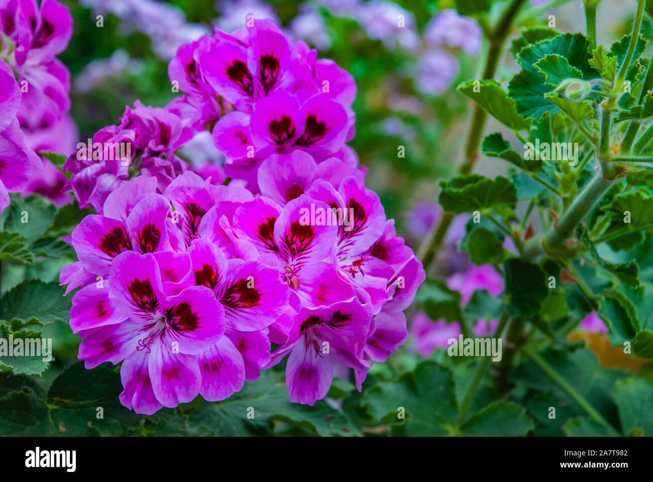 Pelargonium graveolens plant with pink flowers 'Pink capricorn', Pelargonium capitatum, rose-scented pelargonium. Stock Photo