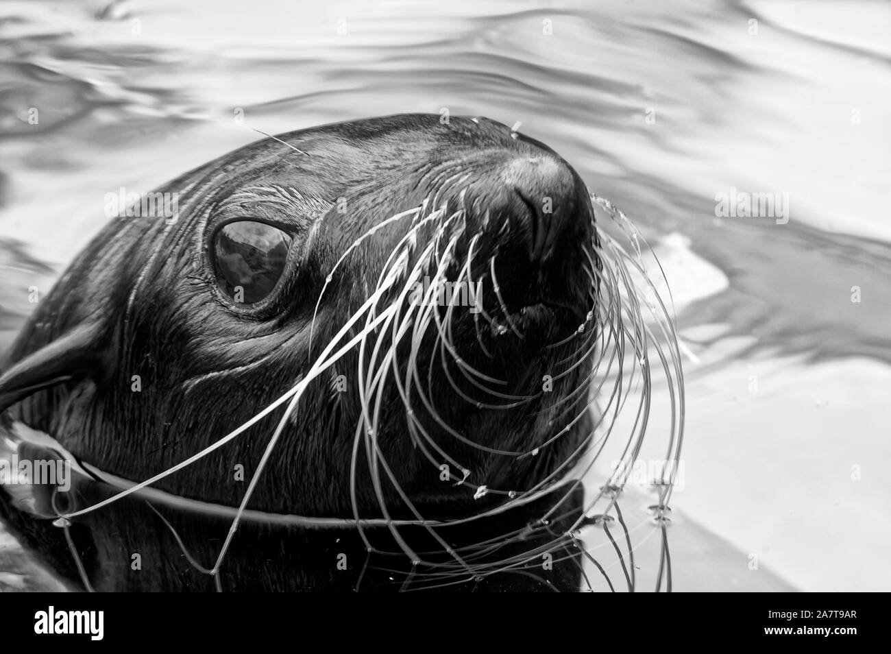 Seal picture Black and White Stock Photos & Images - Alamy