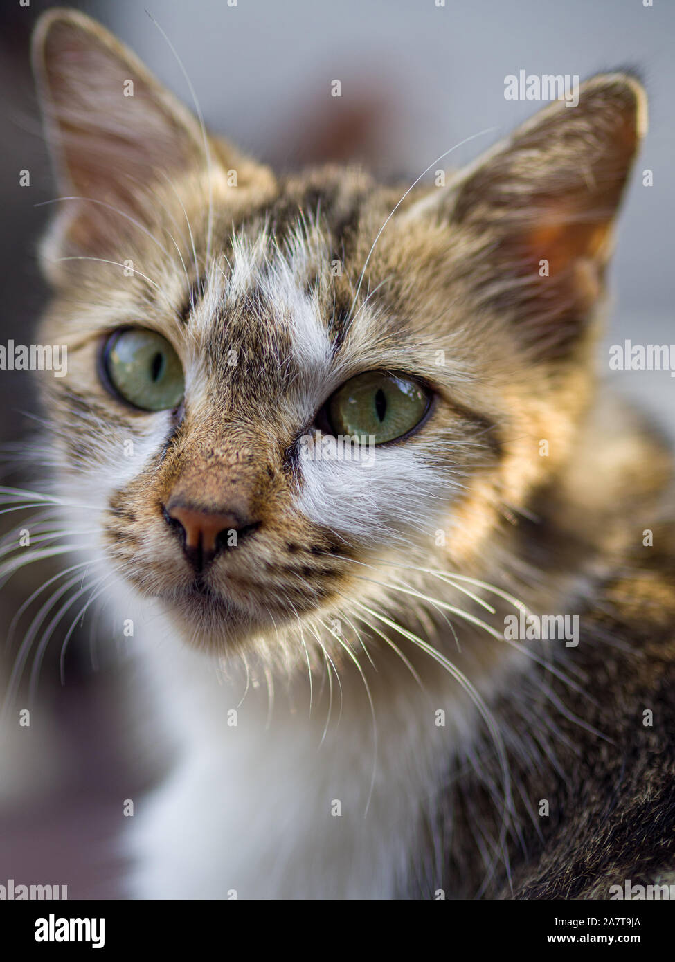 Cat closeup face Stock Photo - Alamy
