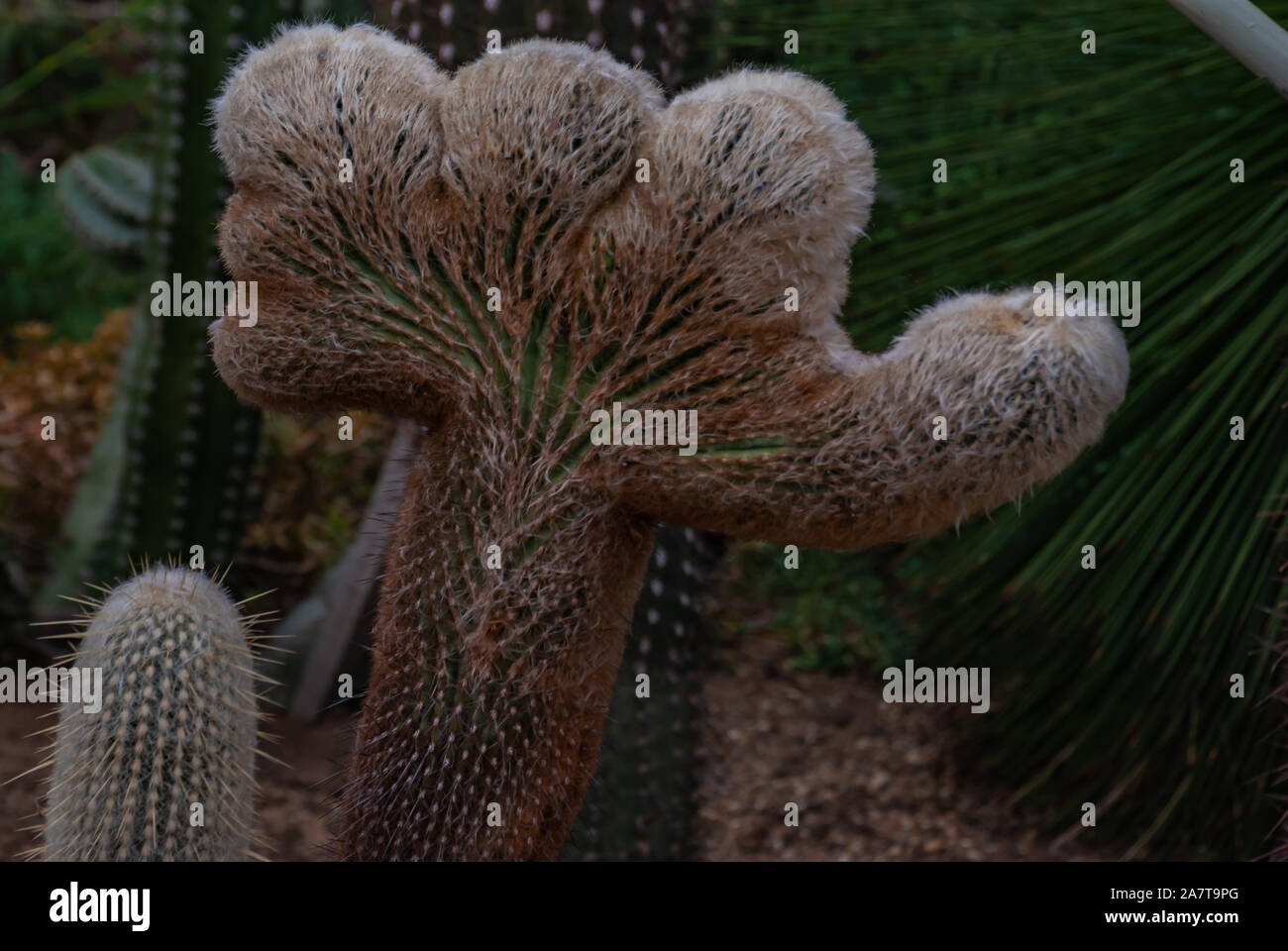 Detail of cactus - espostoa lanata in botanical garden, Arid Plants. Stock Photo