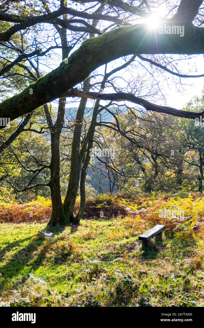 Empty bench in a woodland setting, Goyt Valley, Peak District National Park Stock Photo