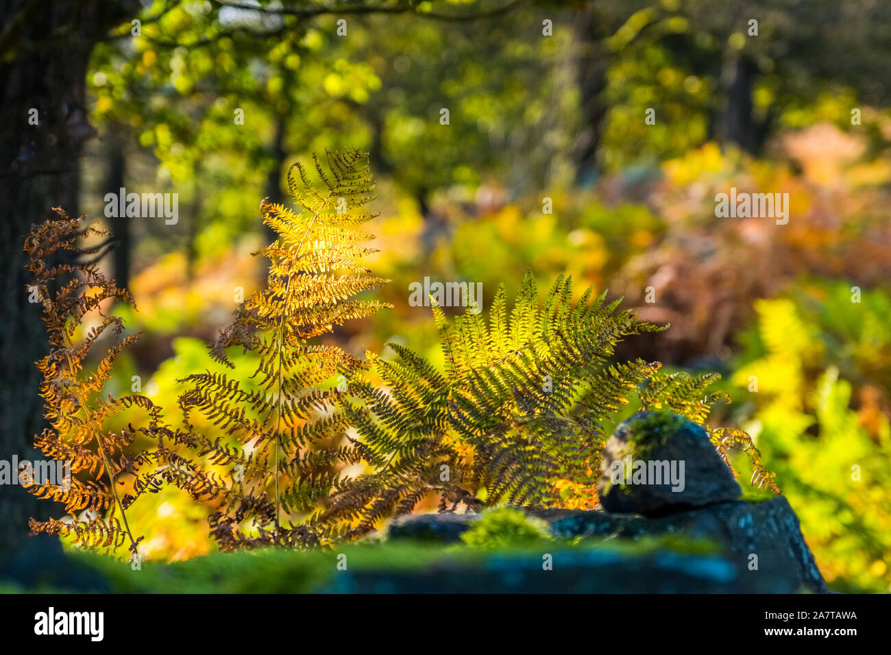Woodland ferns hi-res stock photography and images - Alamy
