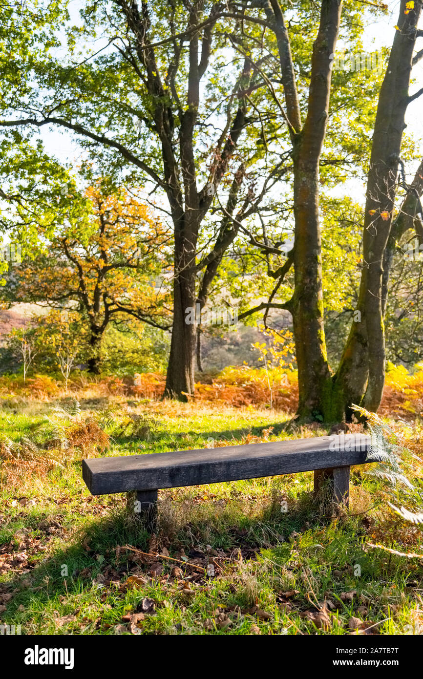 Empty bench in a woodland setting, Goyt Valley, Peak District National Park Stock Photo